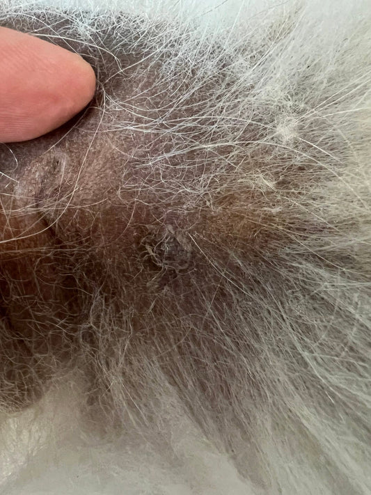 Pomerania con pelo rado: quando preoccuparsi?