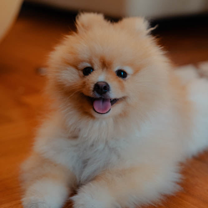 Il pelo del Pomerania diventa arancione: è normale?