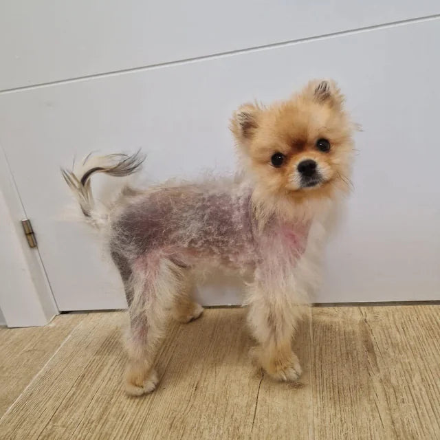 Pomerania con Alopecia X e ALOPECIA X ELIXIR di VOLPIER