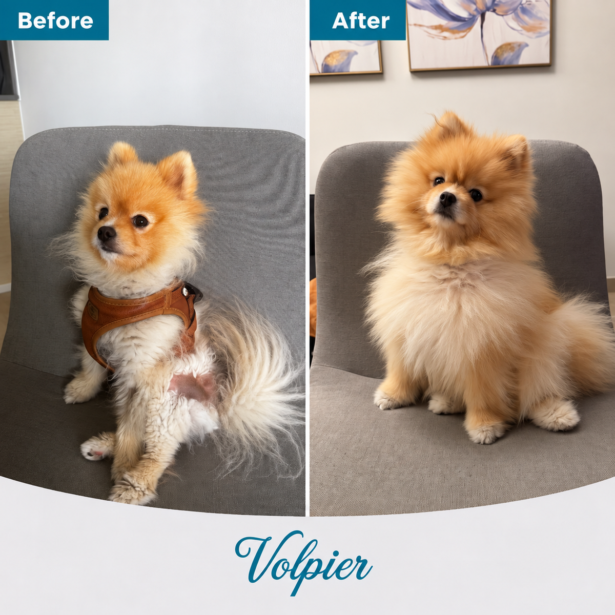 Volpier Elixir™ | Advanced Dermatological Lotion for BSD, Alopecia X and Coat Regeneration